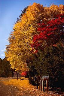 ACUDE A LA LLAMADA DEL JILGUERO... ACUDE A LA LLAMADA DEL JILGUERO...