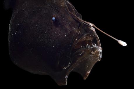 Las extrañas y fascinantes criaturas del mar profundo que viven en una oscuridad constante