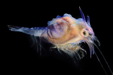 Las extrañas y fascinantes criaturas del mar profundo que viven en una oscuridad constante