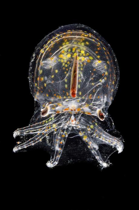 Las extrañas y fascinantes criaturas del mar profundo que viven en una oscuridad constante