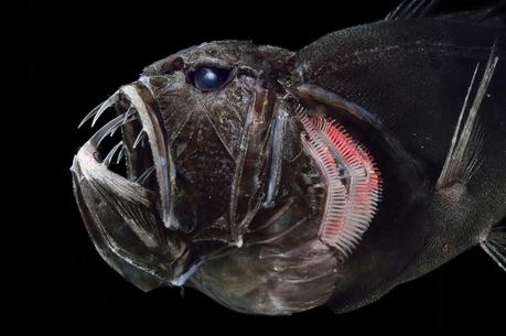 Las extrañas y fascinantes criaturas del mar profundo que viven en una oscuridad constante