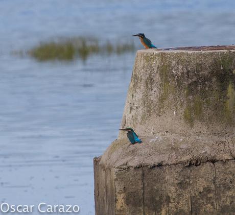 HAY PELEA I!! MARTINES  PESCADORES