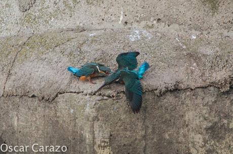 HAY PELEA I!! MARTINES  PESCADORES