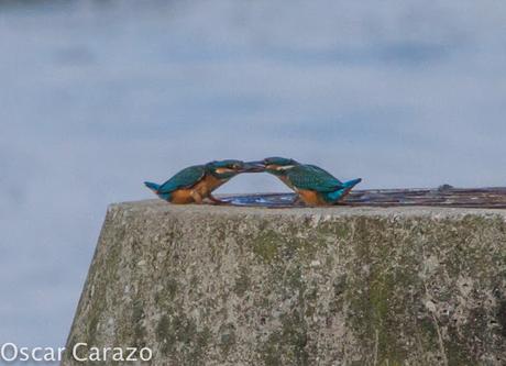 HAY PELEA I!! MARTINES  PESCADORES