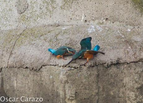 HAY PELEA I!! MARTINES  PESCADORES