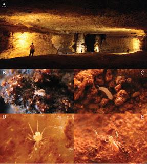 Diversidad de especies en una cueva dolomítica de Brasil