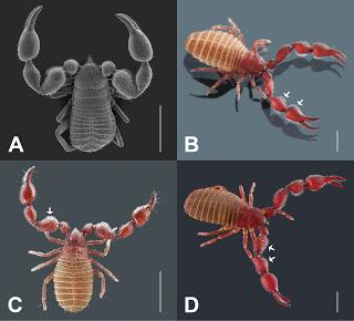 Pseudoescorpiones en cuevas