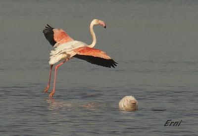 AVES DE HUELVA...