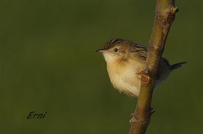 AVES DE HUELVA...