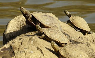 AVES DE HUELVA...