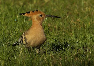 AVES DE HUELVA...