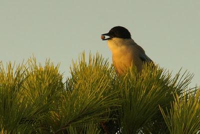 AVES DE HUELVA...