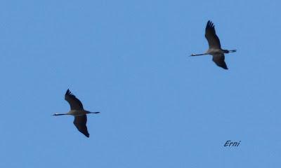 AVES DE HUELVA...