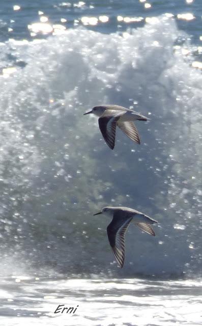 AVES DE HUELVA...