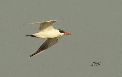 AVES DE HUELVA...