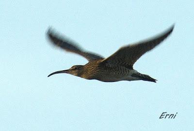 AVES DE HUELVA...