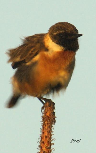 AVES DE HUELVA...