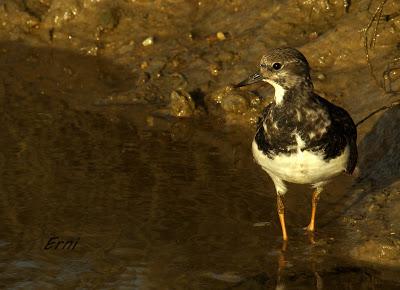 AVES DE HUELVA...