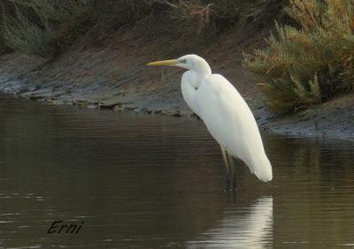 AVES DE HUELVA...