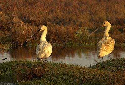 AVES DE HUELVA...