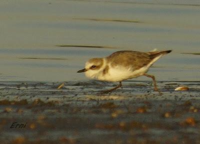 AVES DE HUELVA...