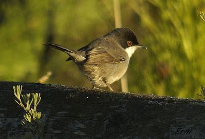 AVES DE HUELVA...