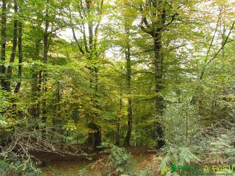 Hayedo en el Bosque de Pome