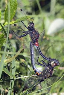 Para ampliar Leucorrhinia dubia (Vander Linden, 1825) Libélula de hocico blanco hacer clic