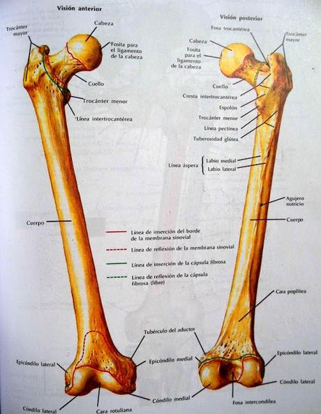 Imágen del Fémur 