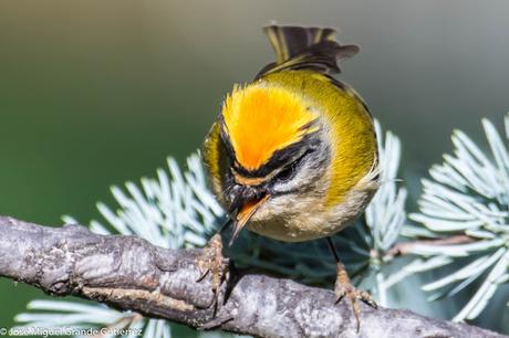 Reyezuelo listado (Regulus ignicapilla)-Common firecrest