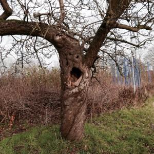 pareidolia-arbol