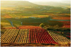 Bodegas Melquior: el Arte del Vino de La Rioja. cats
