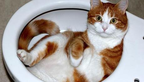 Te Decimos Las Razones Por La Cual Tu Gato Se Orina Por Toda Tu Casa. razones del porque los gatos se orinan