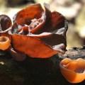 auricularia politrycha