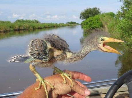 15 imágenes curiosas que posiblemente no habías visto antes pajaro-parece-un-dinosaurio