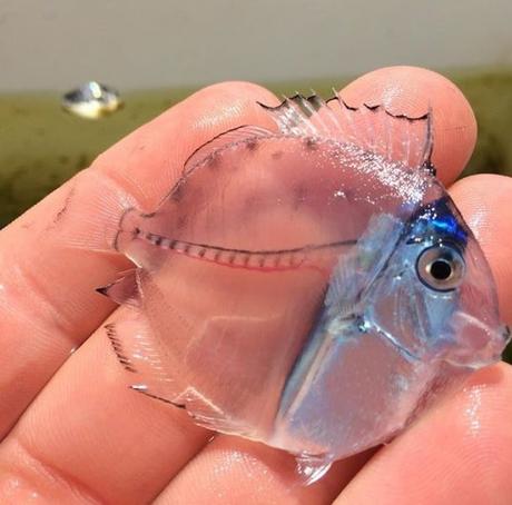15 imágenes curiosas que posiblemente no habías visto antes pez-translucido