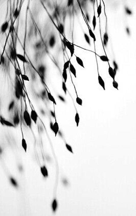 Black & White Black & White