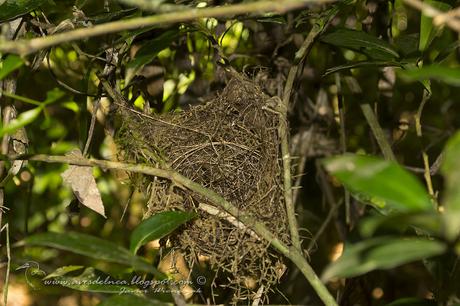 Choca amarilla (Plain Antvireo) Dysithamnus mentalis