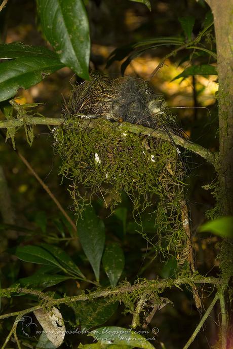 Choca amarilla (Plain Antvireo) Dysithamnus mentalis