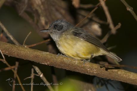 Choca amarilla (Plain Antvireo) Dysithamnus mentalis