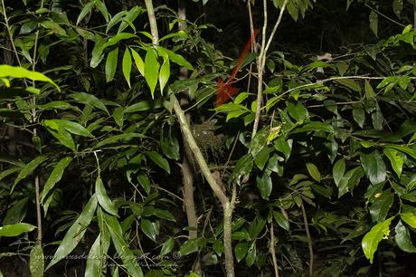 Choca amarilla (Plain Antvireo) Dysithamnus mentalis