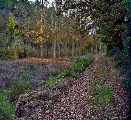 Torá de Riubregós