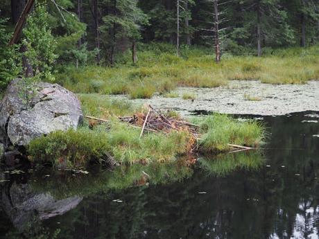 Beaver Pond Trail en el Algonquin Provincial Park