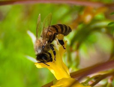 BELLAS IMÁGENES DE ABEJAS TRABAJANDO - BEAUTIFUL IMAGES OF BEES WORKING