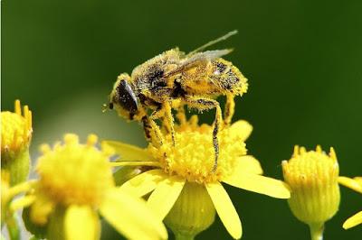 BELLAS IMÁGENES DE ABEJAS TRABAJANDO - BEAUTIFUL IMAGES OF BEES WORKING