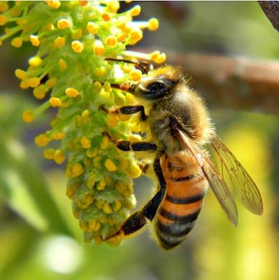 BELLAS IMÁGENES DE ABEJAS TRABAJANDO - BEAUTIFUL IMAGES OF BEES WORKING