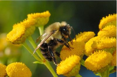BELLAS IMÁGENES DE ABEJAS TRABAJANDO - BEAUTIFUL IMAGES OF BEES WORKING