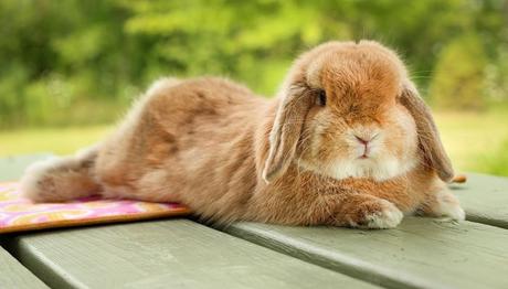 Conejos Holland Lop: Todo Lo Que Debes Saber Sobre Esta Raza conejos-holland-lop-2