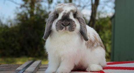 Conejos Holland Lop: Todo Lo Que Debes Saber Sobre Esta Raza conejos-holland-lop-3