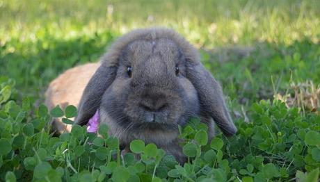 Conejos Holland Lop: Todo Lo Que Debes Saber Sobre Esta Raza conejos-holland-lop-4